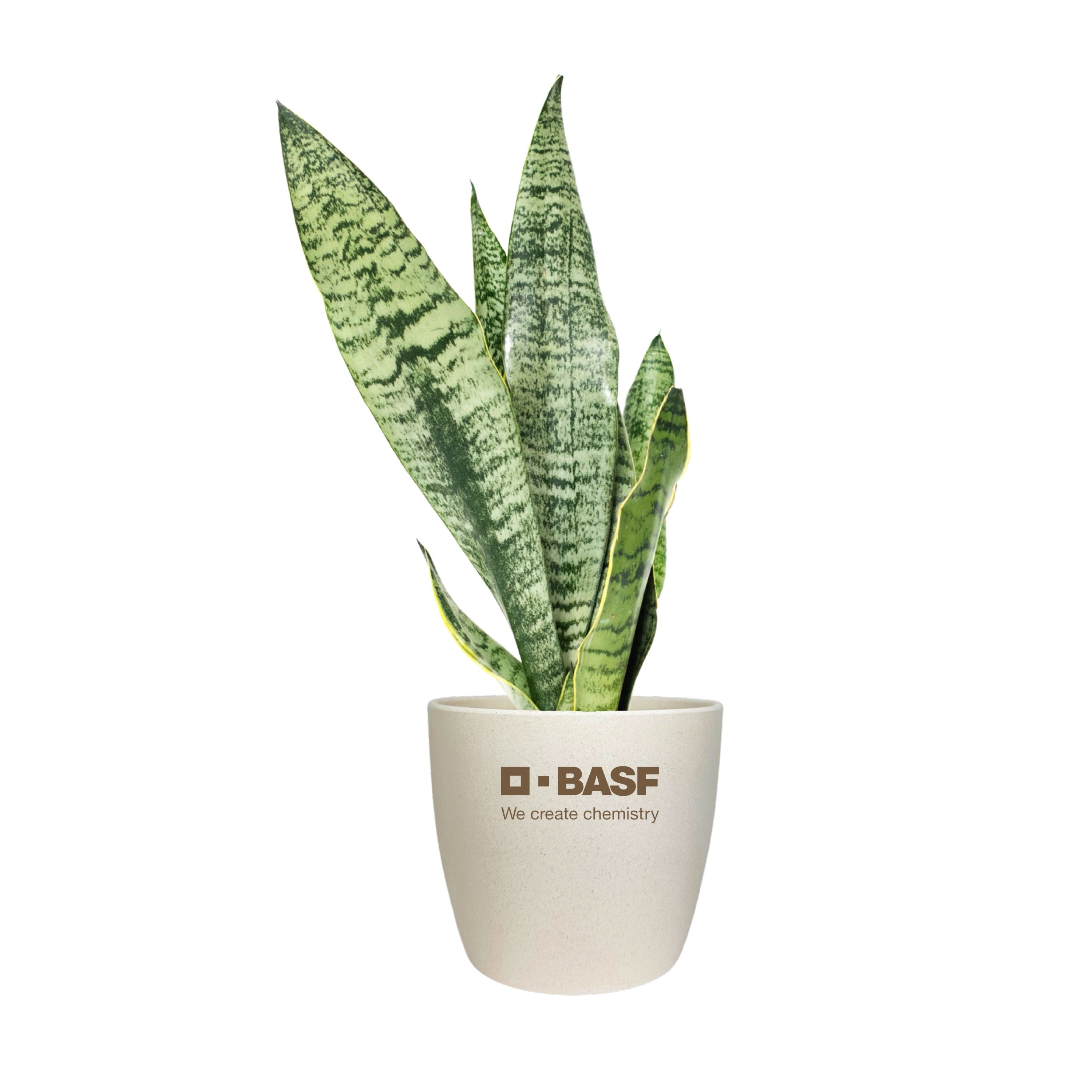 Snake Plant in Large Harlow Pot